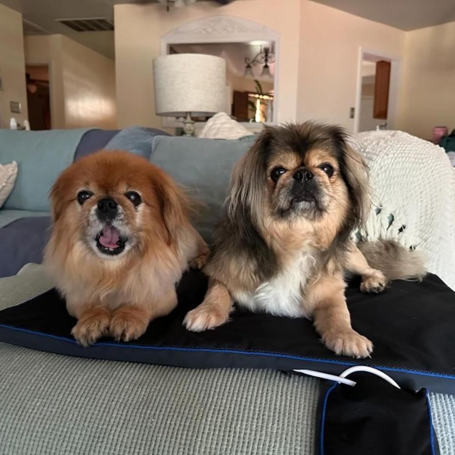 Premium PEMF Therapy Pad for Pets - Natural Pain Relief, Recovery & Stress Support - Vet-Approved - Safe, Drug-Free Wellness for Pets (Large (27.5 x 17...